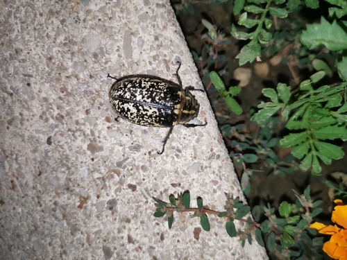 chrúst mramorový (Polyphylla fullo)