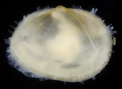 Scintilla violescens