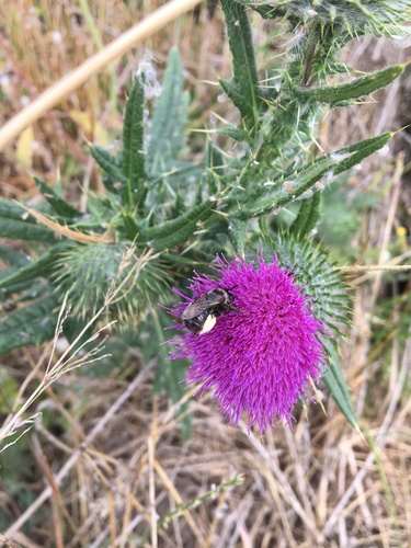 Western Thistle Longhorn Bee photo 4