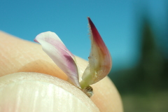 Lupinus lepidus sellulus
