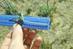 Lupinus lepidus sellulus