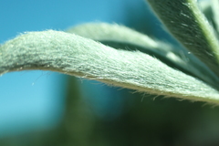 Lupinus lepidus sellulus