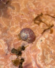 Margarites helicinus