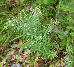 Galium laevigatum