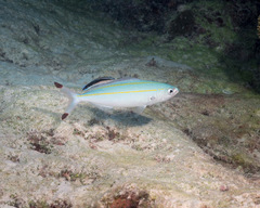 Pterocaesio digramma
