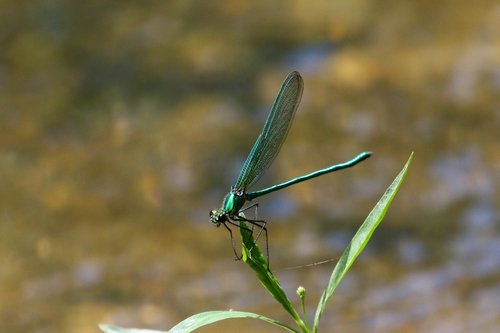 Appalachian Jewelwing photo 4
