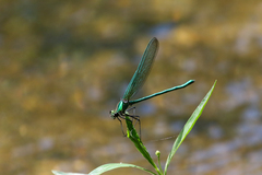 Calopteryx angustipennis