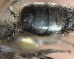 Andrena osmioides