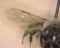 Andrena osmioides