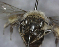 Andrena osmioides