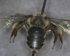 Andrena osmioides