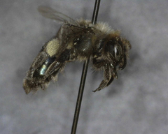 Andrena osmioides