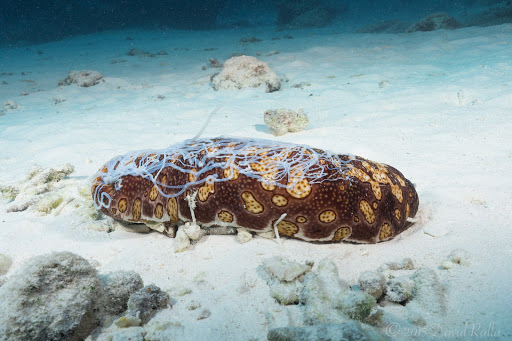 Polka-dotted Sea Cucumber