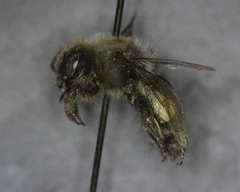 Andrena osmioides
