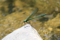 Calopteryx angustipennis
