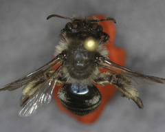 Andrena osmioides