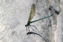 Calopteryx angustipennis