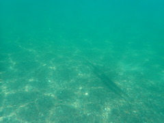 Fistularia commersonii