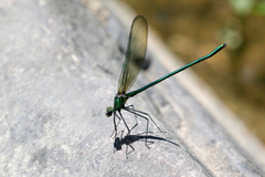 Calopteryx angustipennis