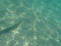 Fistularia commersonii