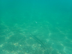 Fistularia commersonii