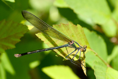 Calopteryx angustipennis