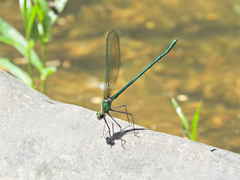 Calopteryx angustipennis