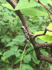 Dendrotettix quercus