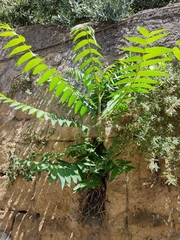 Ailanthus altissima