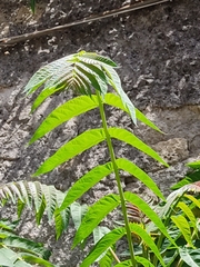 Ailanthus altissima