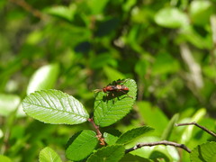 Trogomorpha arrogans