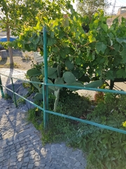 Opuntia ficus-indica