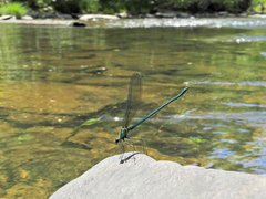 Calopteryx angustipennis