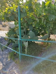 Opuntia ficus-indica