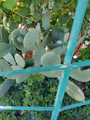 Opuntia ficus-indica