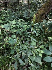 Solidago macrophylla