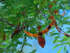 Havardia mexicana