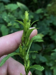 Solidago macrophylla