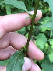 Solidago macrophylla