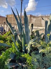 Agave americana