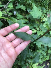 Solidago macrophylla