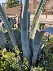 Agave americana