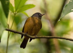 Mionectes rufiventris