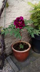 Paeonia × suffruticosa