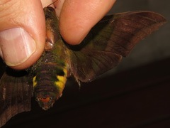 Oryba achemenides