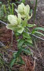 Castilleja septentrionalis