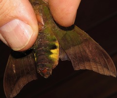 Oryba achemenides