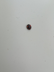 Harmonia axyridis