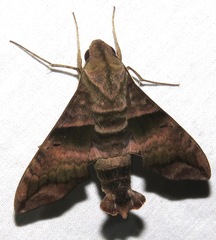 Perigonia lusca
