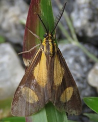 Phaeochlaena amazonica